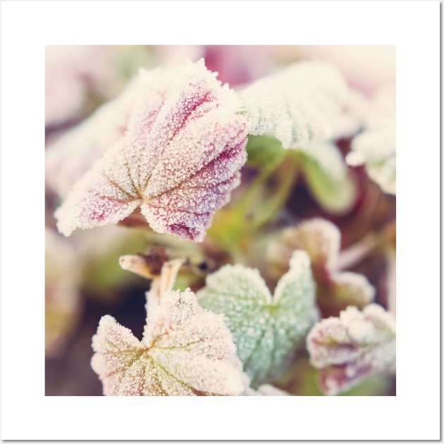 Frosted Begonia Leaves #2 Wall Art by Debra Cox 